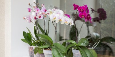 Čtveřice orchidejí v květináčích na okně