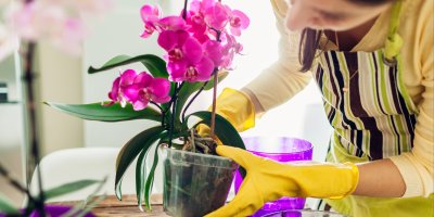 Žena přesazuje orchidej v květináči