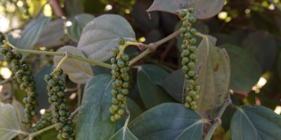 Pepřovník potřebuje pro správný růst speciální substrát a správné zalévání