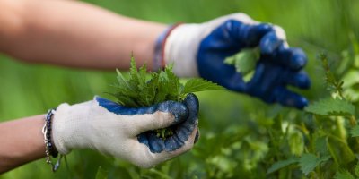 Lidská ruka v zahradních rukavicích sbírá kopřivy 