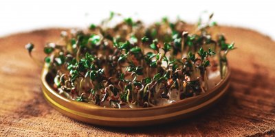 Počkejte, až bude řeřicha vzrostlá