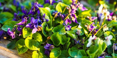 Fialky kvetoucí na zahradě