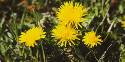 Čtyři květy pampelišek v trávě