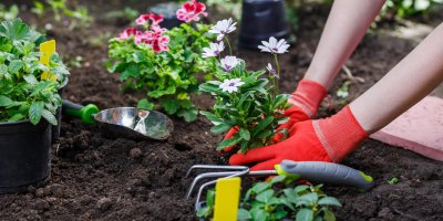 V květnu nastává ten pravý čas na vysazení všech letniček do záhonů