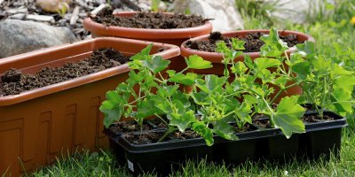 Balkony a parapety mohou v květnu začít zdobit osázené truhlíky