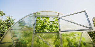 Skleník s otevřeným oknem, kterým jsou vidět vysoké rostliny