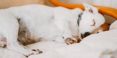 Psa před cestou unavte, spát bude v autě