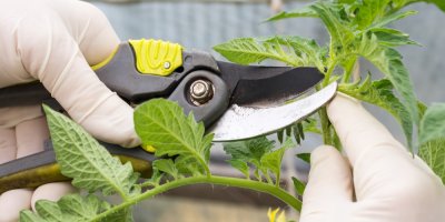 Záběr na zaštipování rajčat