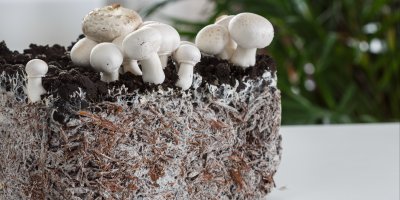 Vyrůstající žampiony na bloku substrátu