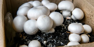 Rostoucí žampiony v krabici