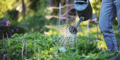 Muž zalévající konví rostliny na zahradě