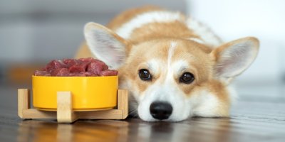 Pes leží vedle misky se syrovým masem