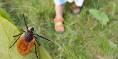 Detailní záběr na klíště na listu, v pozadí člověk s holýma nohama v sandálech ve vysoké trávě
