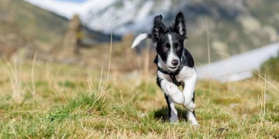 Černobílý pes běžící trávou