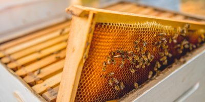 Na cenách medu se podepsaly úhyny včelstev minulý podzim i letošní chladné jaro