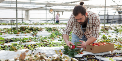 V ekologickém zemědělství je zakázáno používat nejrůznější chemické látky