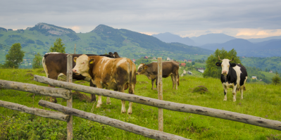 Ekologické zemědělství na rozdíl od toho konvenčního dbá na pohodu chovných zvířat
