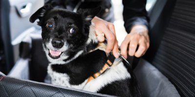 Člověk zapíná postroj psovi v autě