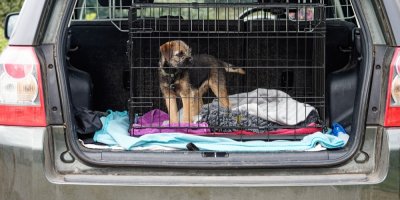 Štěně v přepravce v kufru