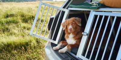 Hnědý pes vykukuje z mříže v kufru auta