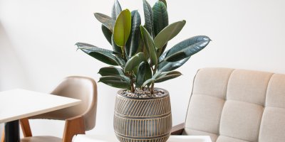 Fíkus v květináči postavený na stolku