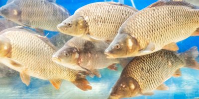 V řetězcích si za kapra připlatíte