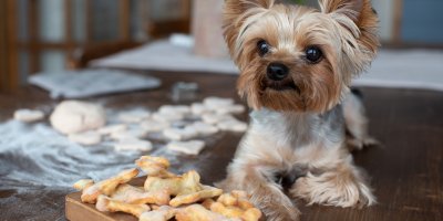 Pes ležící před prkénkem s pamlsky