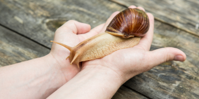 Africký šnek je v posledních letech oblíbeným mazlíčkem nejen pro alergiky