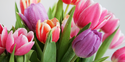 Barevné tulipány na jaře