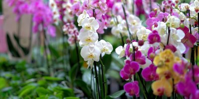 Orchidej nyní seženete v každém supermarketu