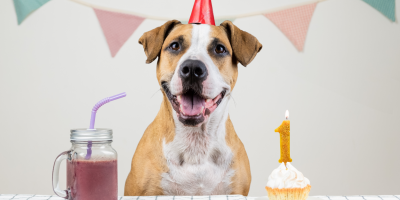 I narozeniny pejska můžete oslavit stylově