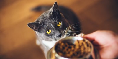 Kočka se dívá na misku s granulemi