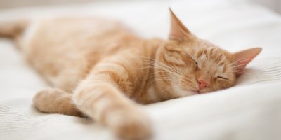 Spící zrzavá kočka
