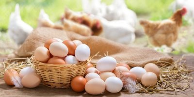 Světlé a tmavé vajíčka v košíku, vzadu slepice