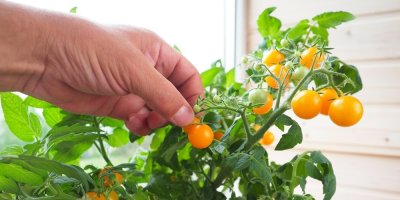 Ruka trhá žluté rajče