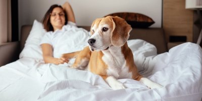 Pamatujte na to, že pes antiparazitním obojkem by s vámi ani s dětmi neměl spát v posteli