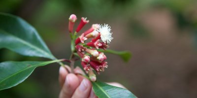 Hřebíček je usušené poupě tropického stromu hřebíčkovce kořenného