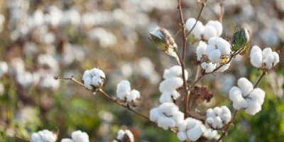 Bavlna je dalším předmětem sváru.