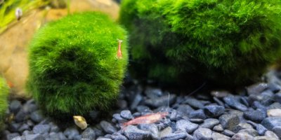 Dvě řasokoule v akváriu