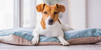 Při odčervování je podstatná také čistota.