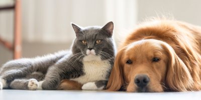 Existují přírodní možnosti pro odčervení koček a psů.