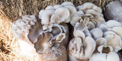 Hlíva ústřičná rostoucí na slámě