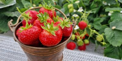 Jahody v malém kbelíku