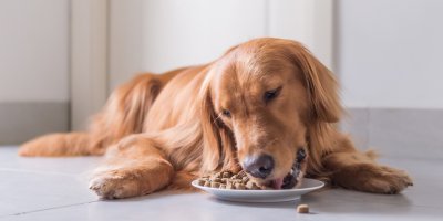 Důležitá je i vhodná strava.