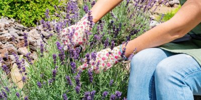 Žena stříhá levanduli na zahradě