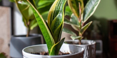 Tchynin jazyk v květináči