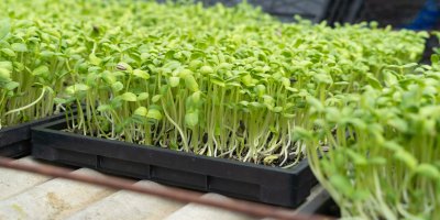 Misky s klíčícími fazolkami