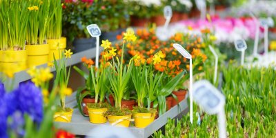 Květen k nákupu květin doslova láká.