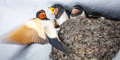 Vlaštovky i jiřičky jsou prospěšnými ptáky.