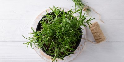 Rozmarýn využijete v kuchyni.